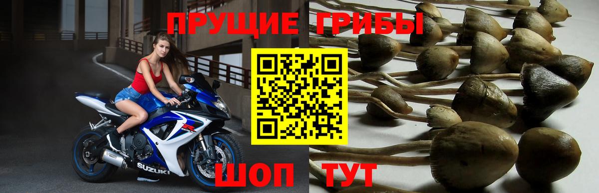 купить наркотики цена  Псилоцибиновые грибы прущие грибы  Вход с VPN  Павлово 